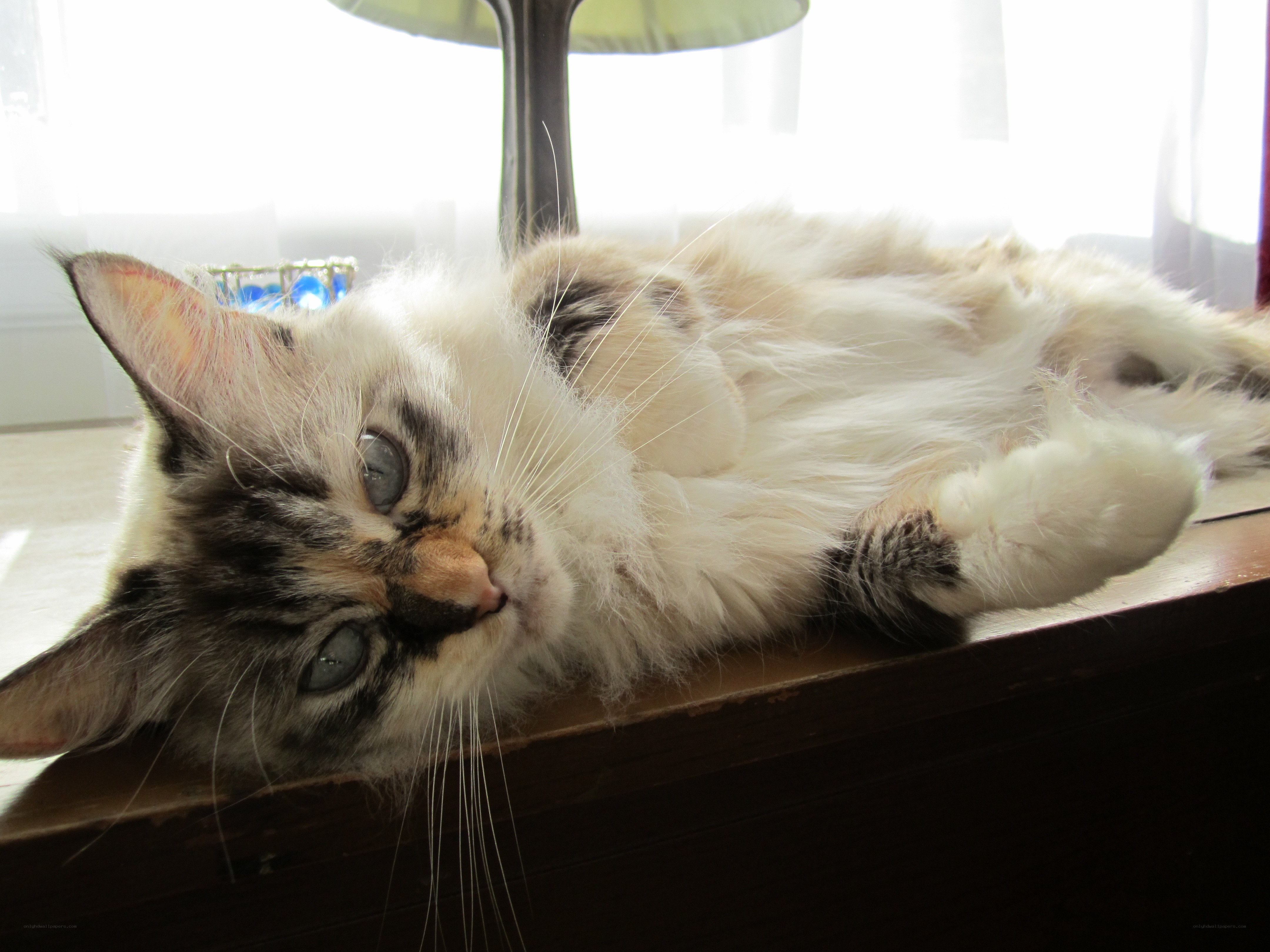 fluffy cat lying on its back