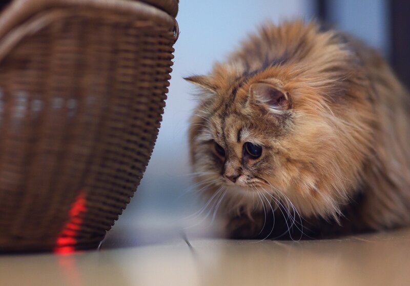 fluffy cat near basket