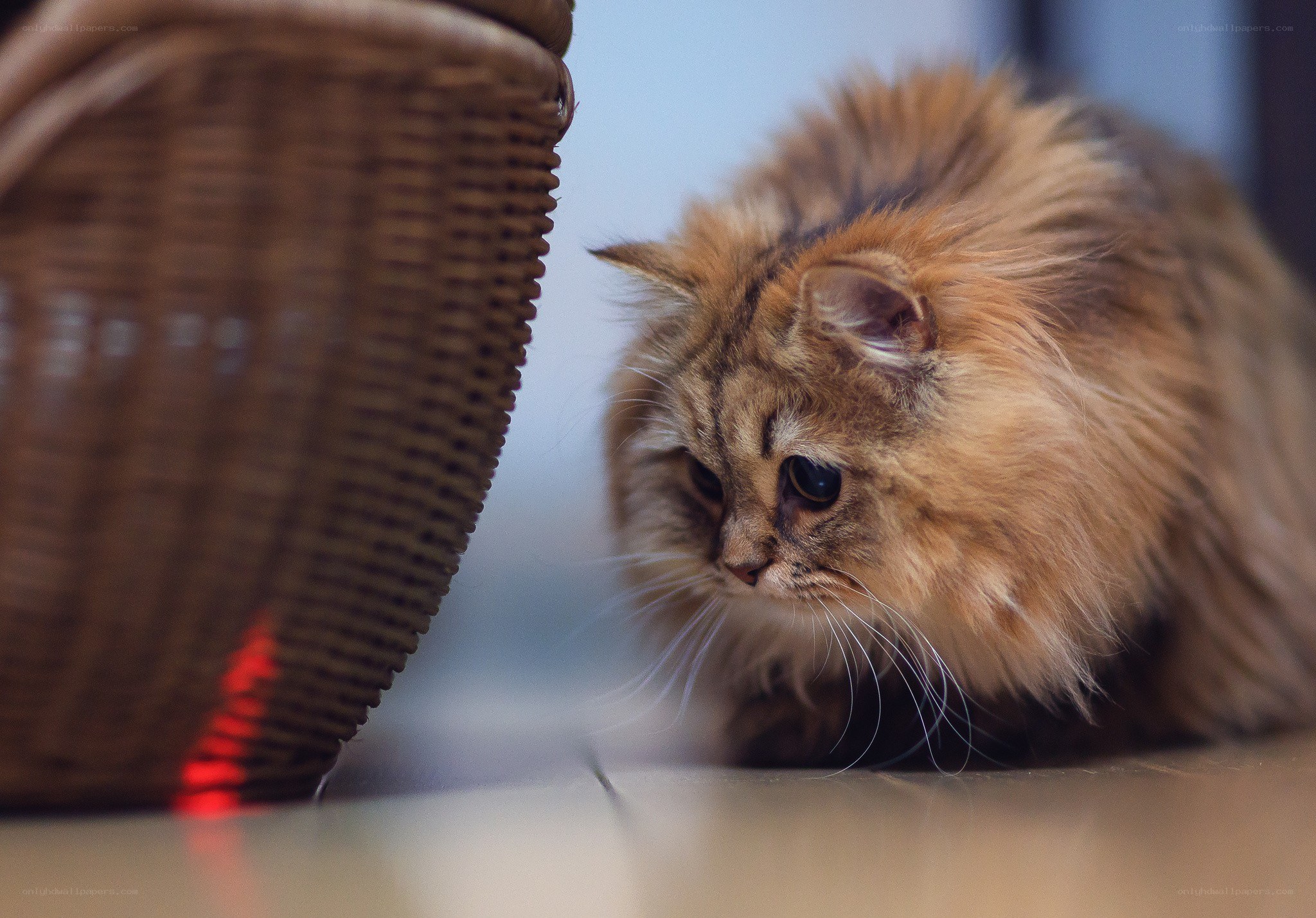 fluffy cat near basket