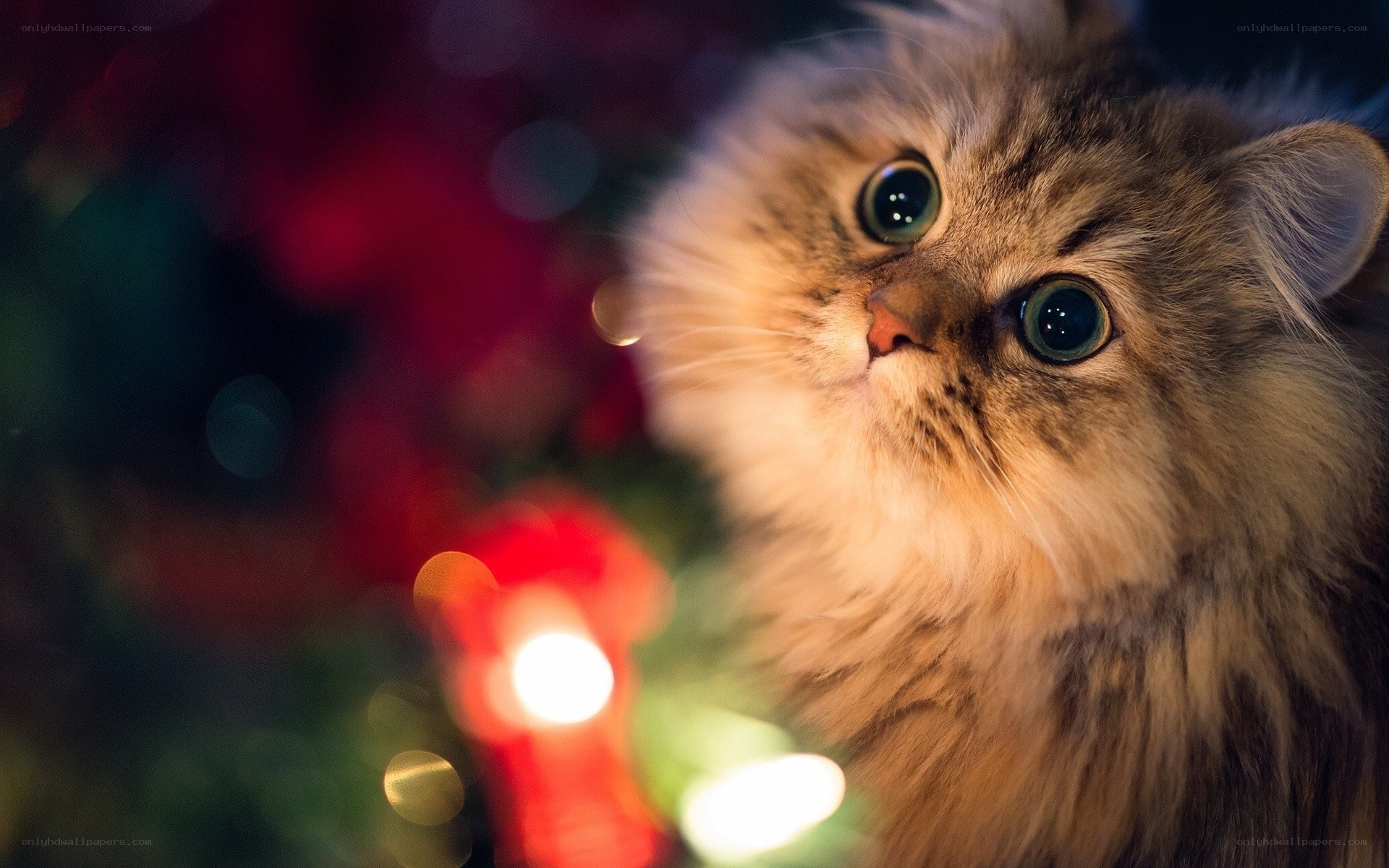 fluffy cat near Christmas lights