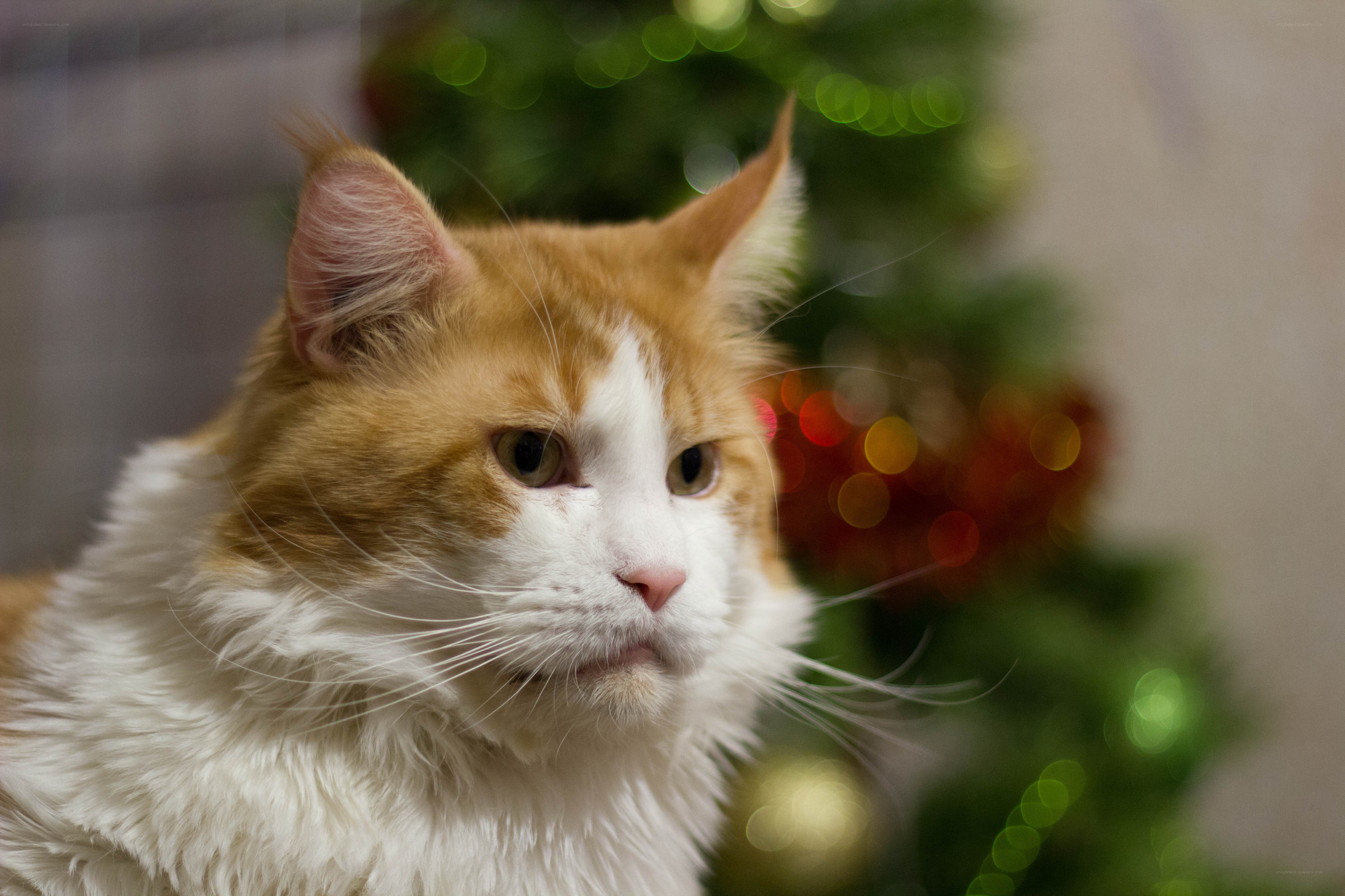 fluffy cat near christmas tree