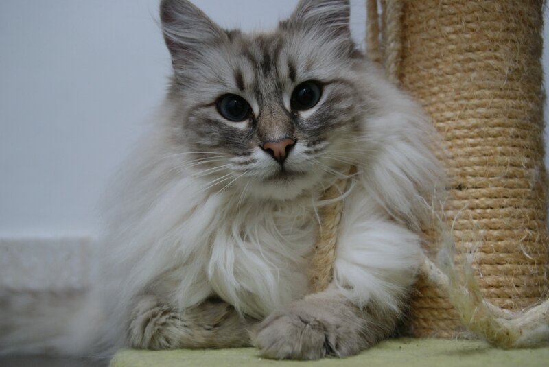 fluffy cat near scratching post