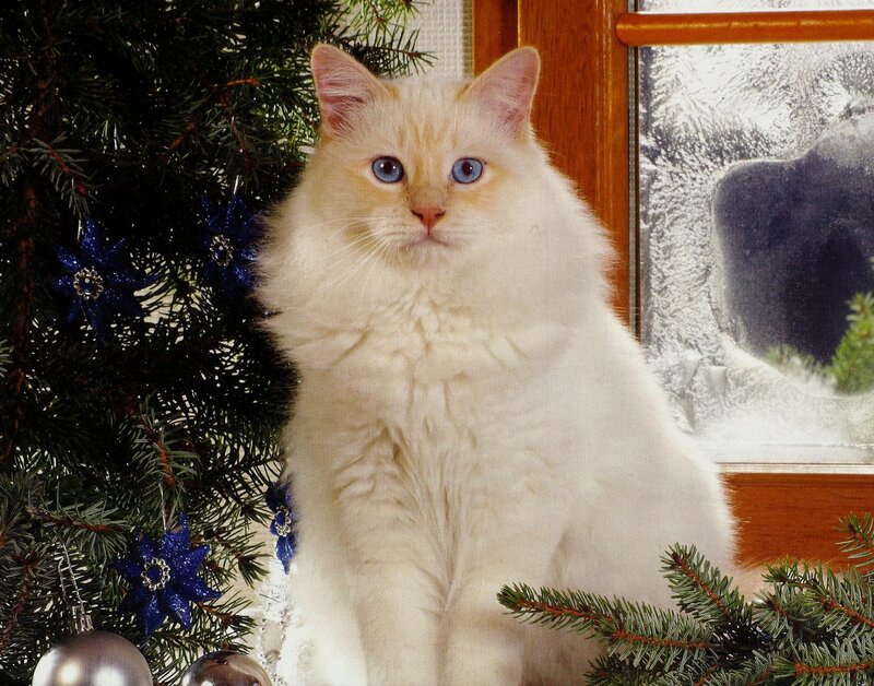 Fluffy Cat Near Tree