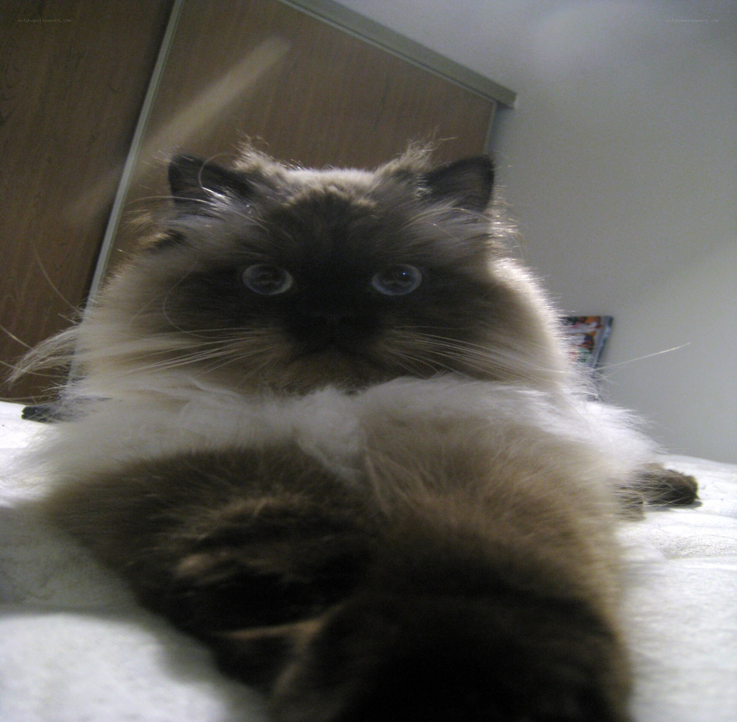 fluffy cat on a bed