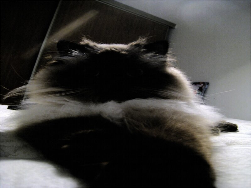 fluffy cat on a bed