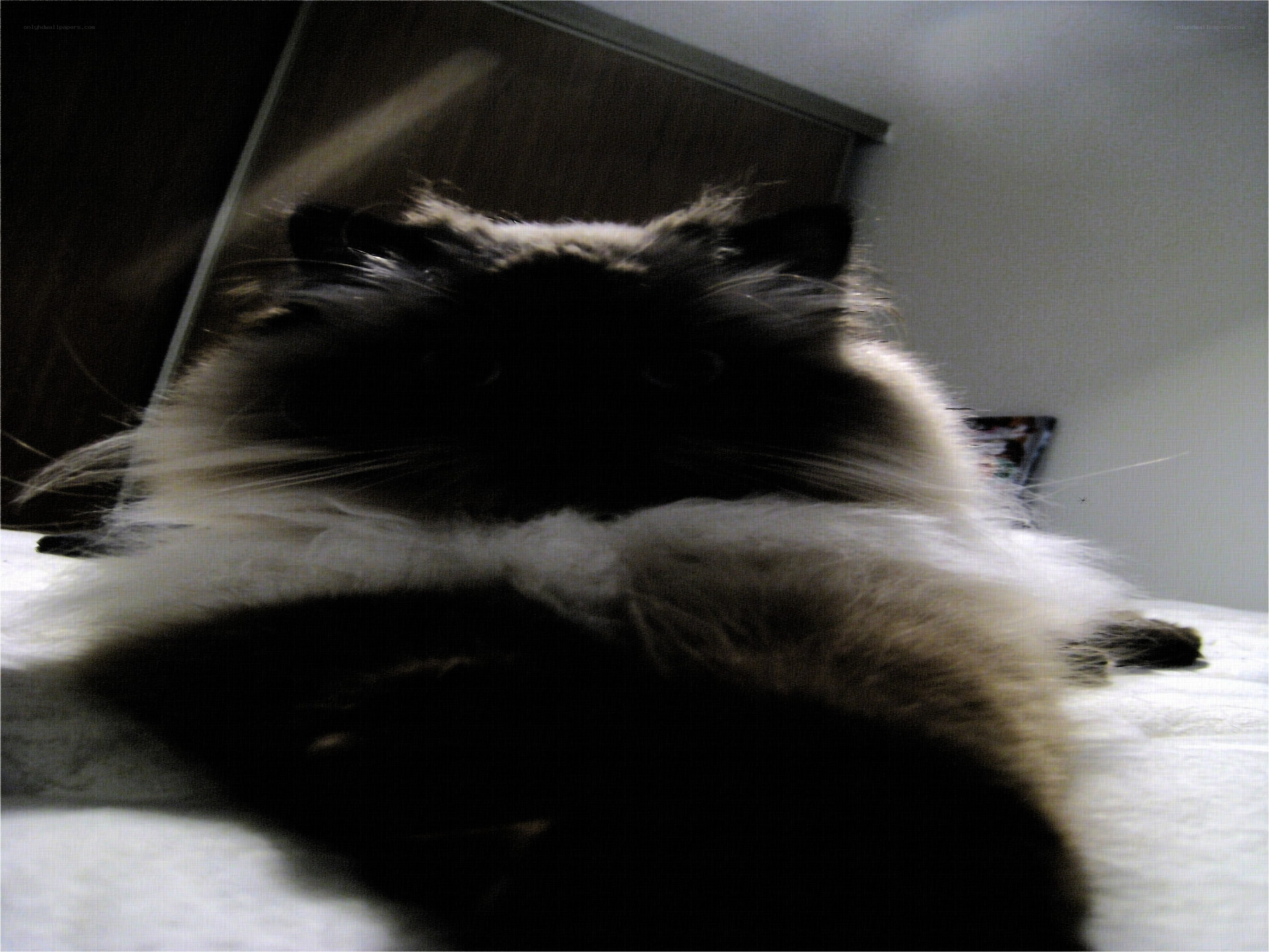 fluffy cat on a bed
