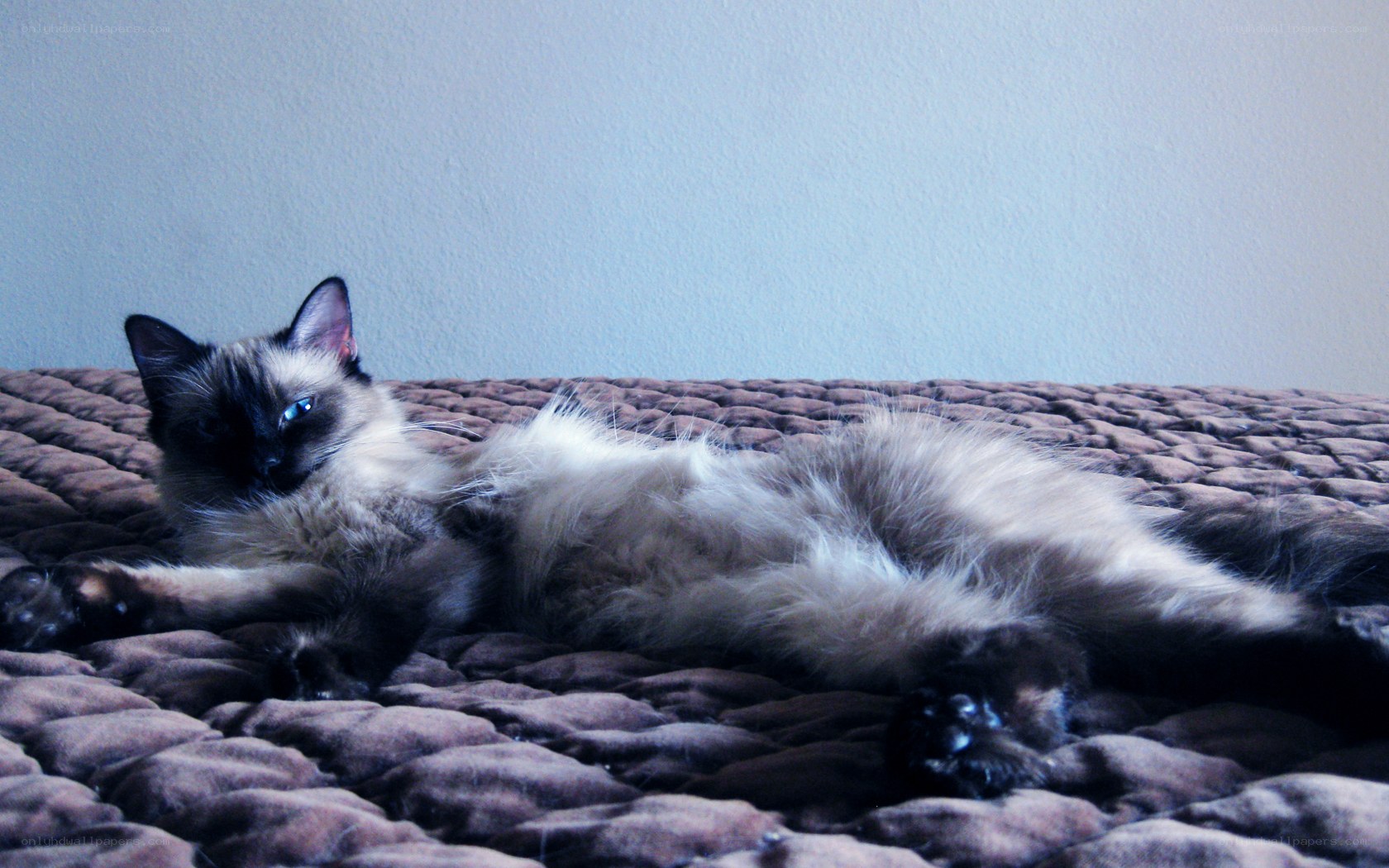 fluffy cat on a bed
