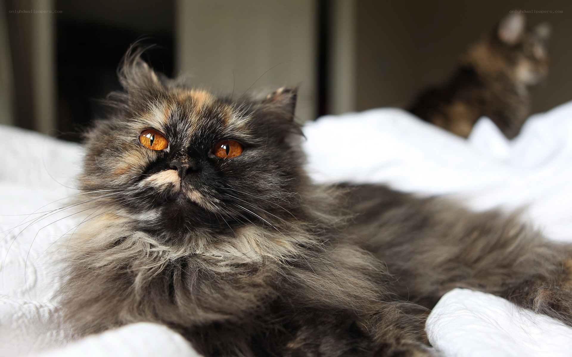 fluffy cat on a bed