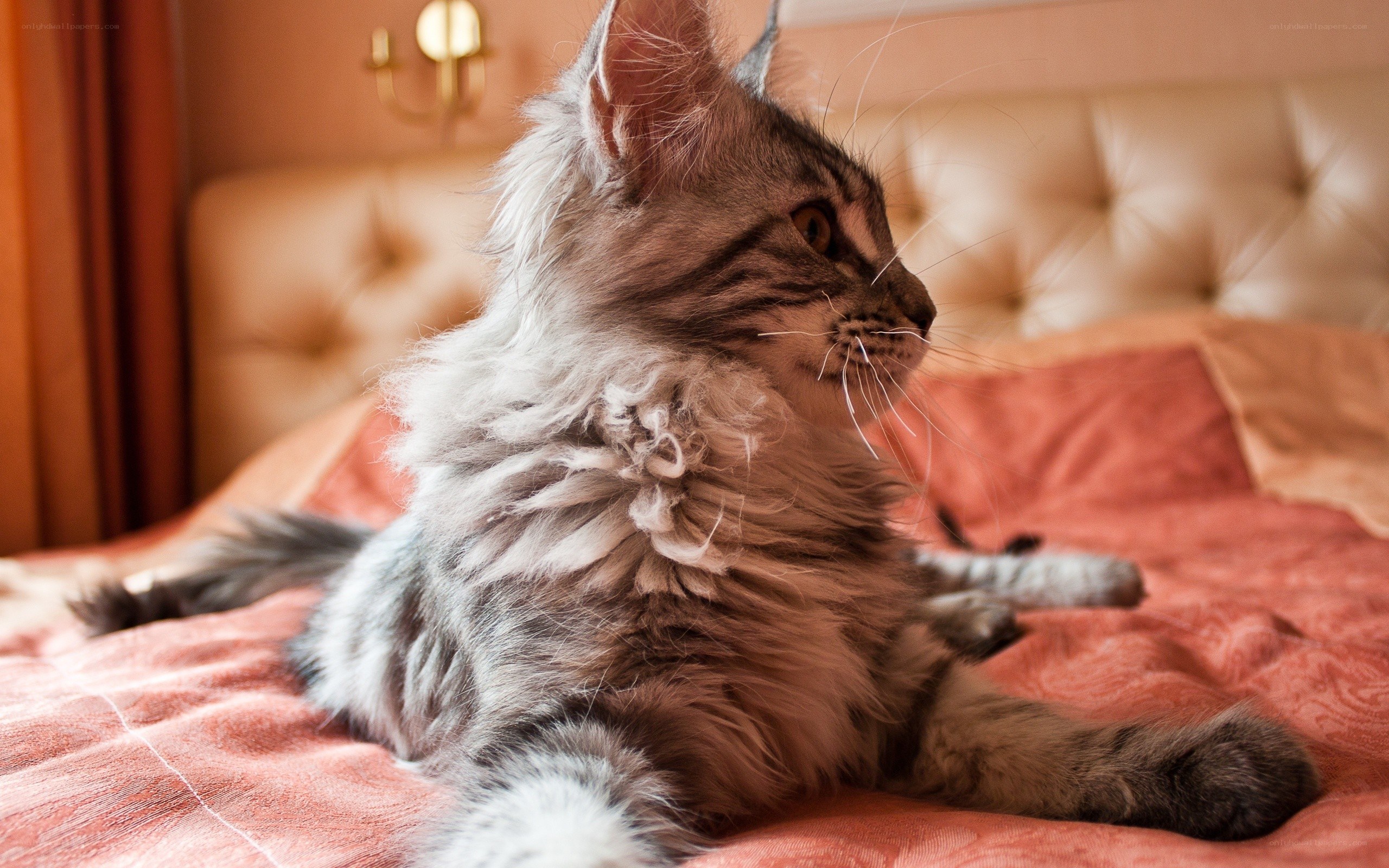 fluffy cat on a bed