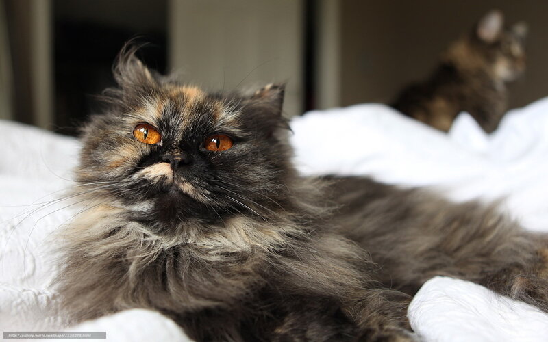 fluffy cat on a bed