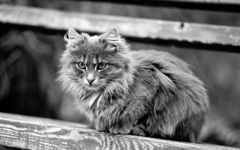 fluffy cat on a bench