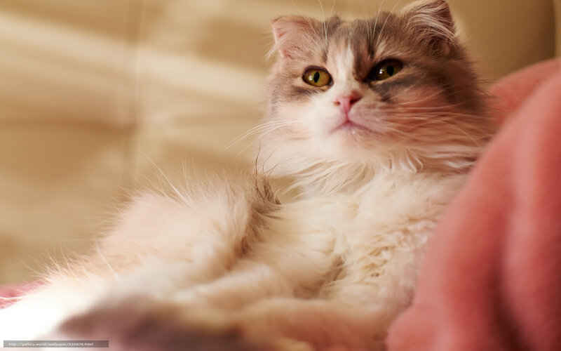 fluffy cat on a blanket