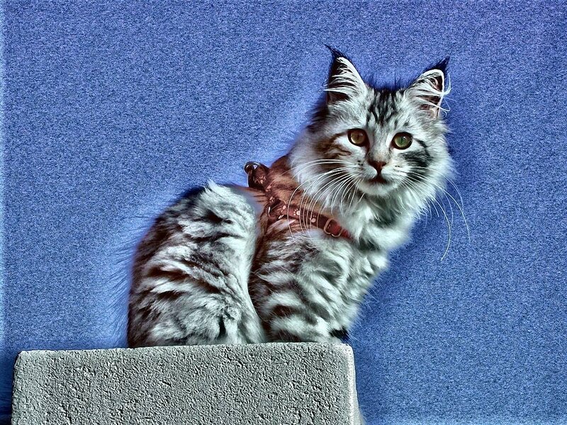 fluffy cat on a block