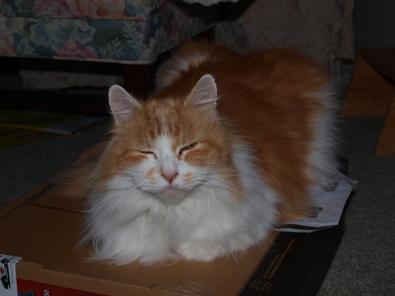 fluffy cat on a box