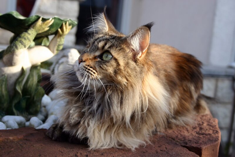 fluffy cat on a brick
