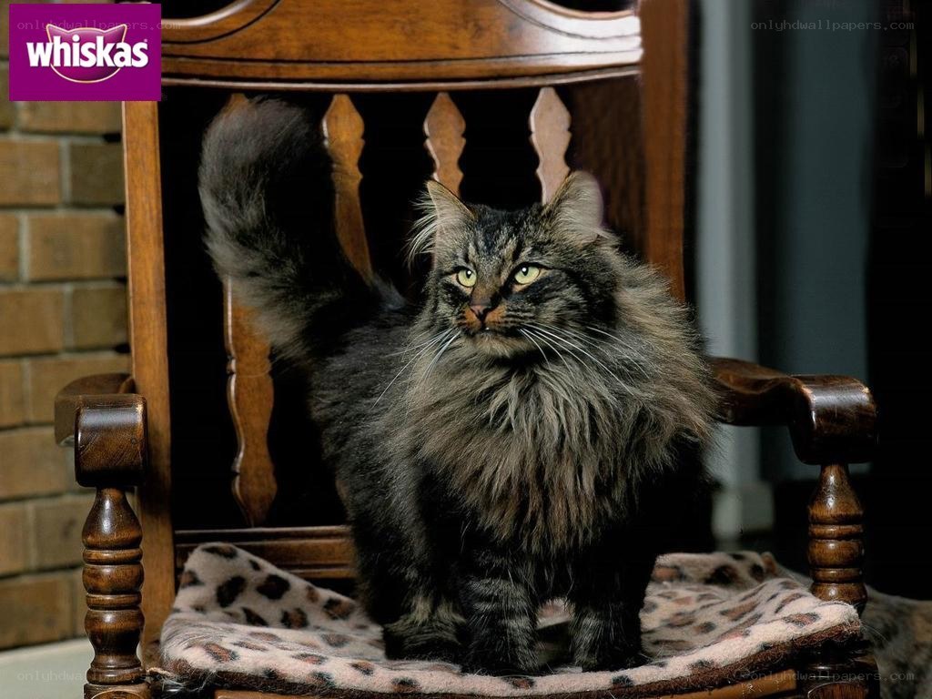 fluffy cat on a chair