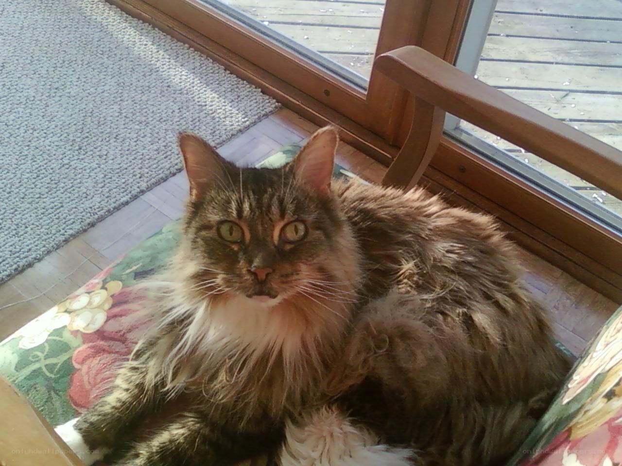 fluffy cat on a chair