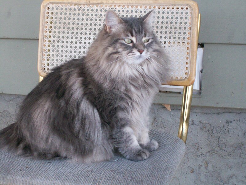 fluffy cat on a chair