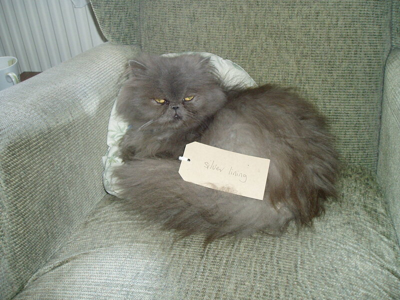 fluffy cat on a chair