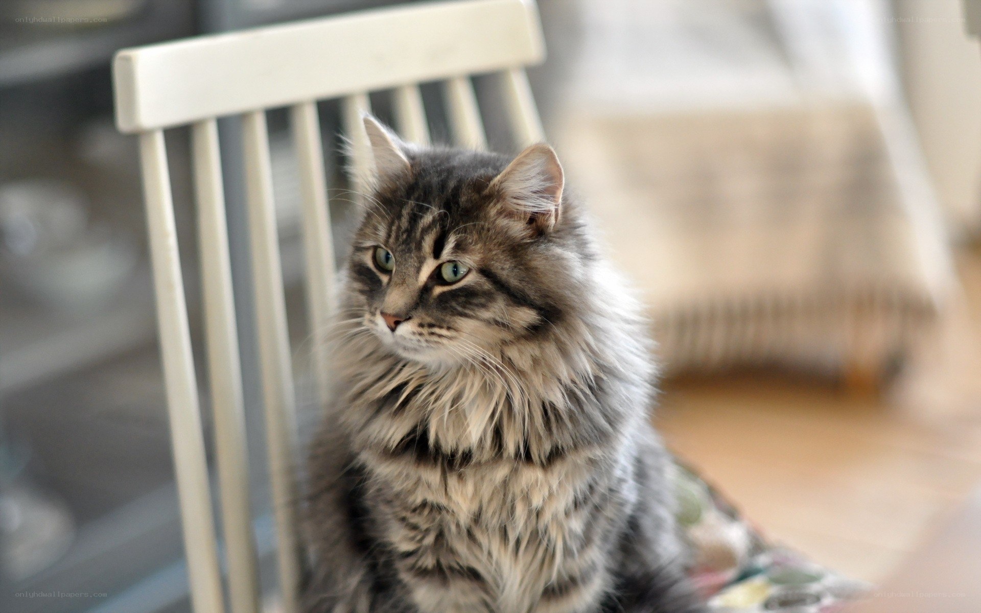 fluffy cat on a chair