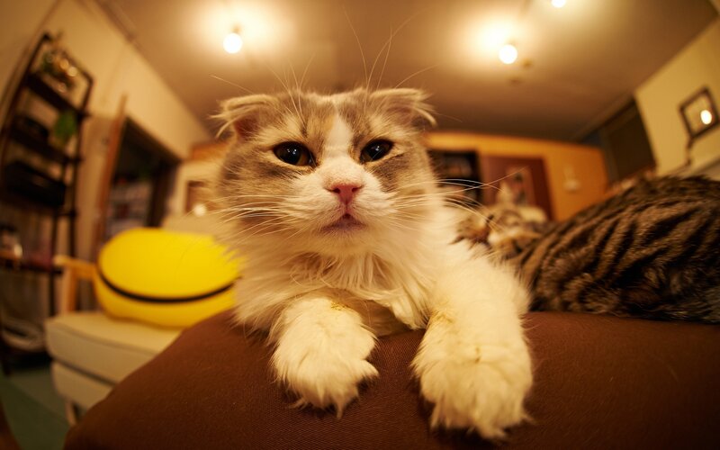 fluffy cat on a couch