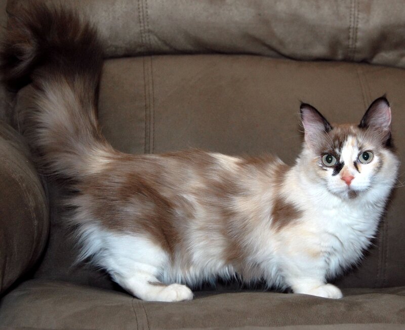 fluffy cat on a couch