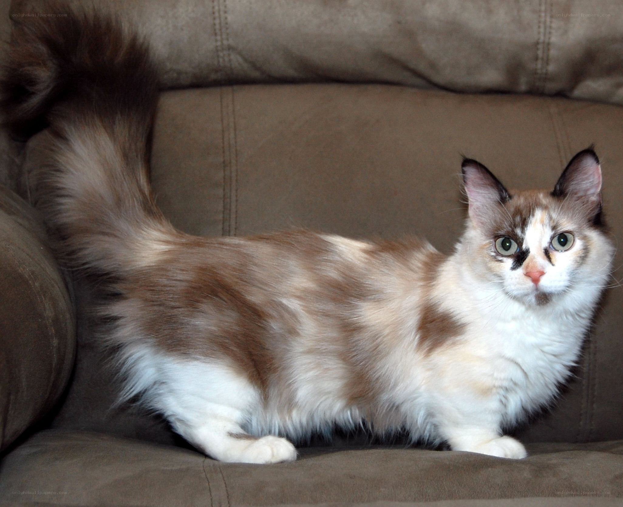 fluffy cat on a couch