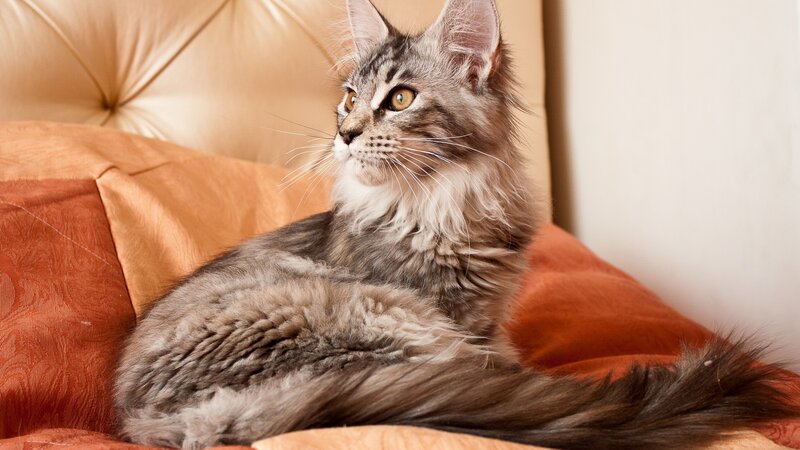 fluffy cat on a cushion