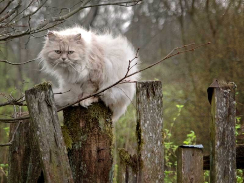 fluffy cat on a fence