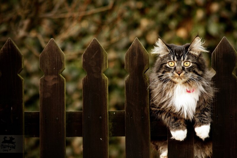 fluffy cat on a fence