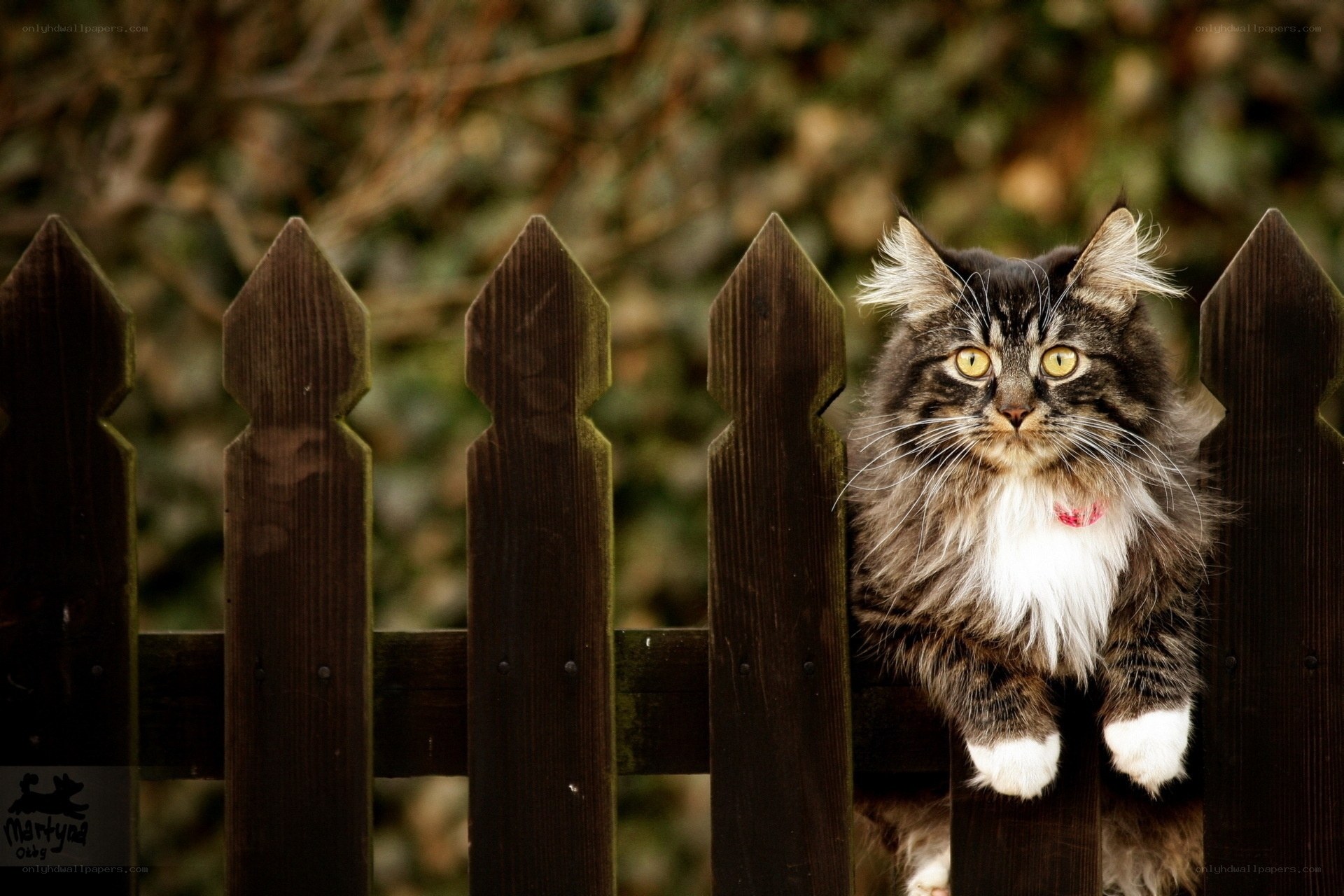 fluffy cat on a fence