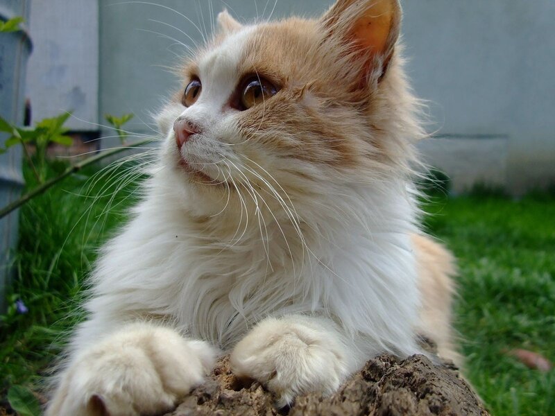 fluffy cat on a log