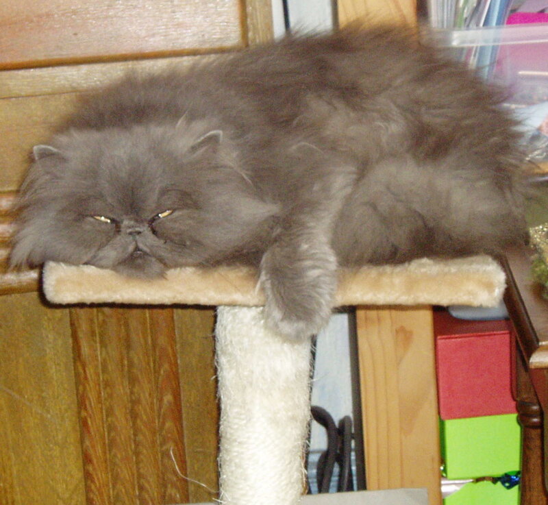 fluffy cat on a perch