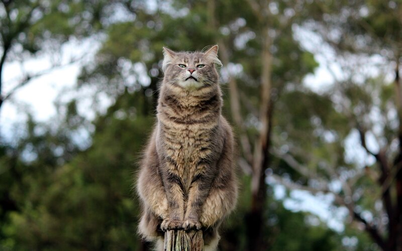fluffy cat on a post
