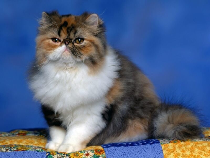 fluffy cat on a quilt