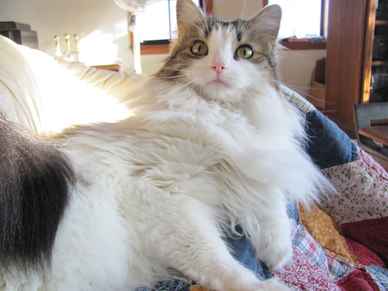 fluffy cat on a quilt