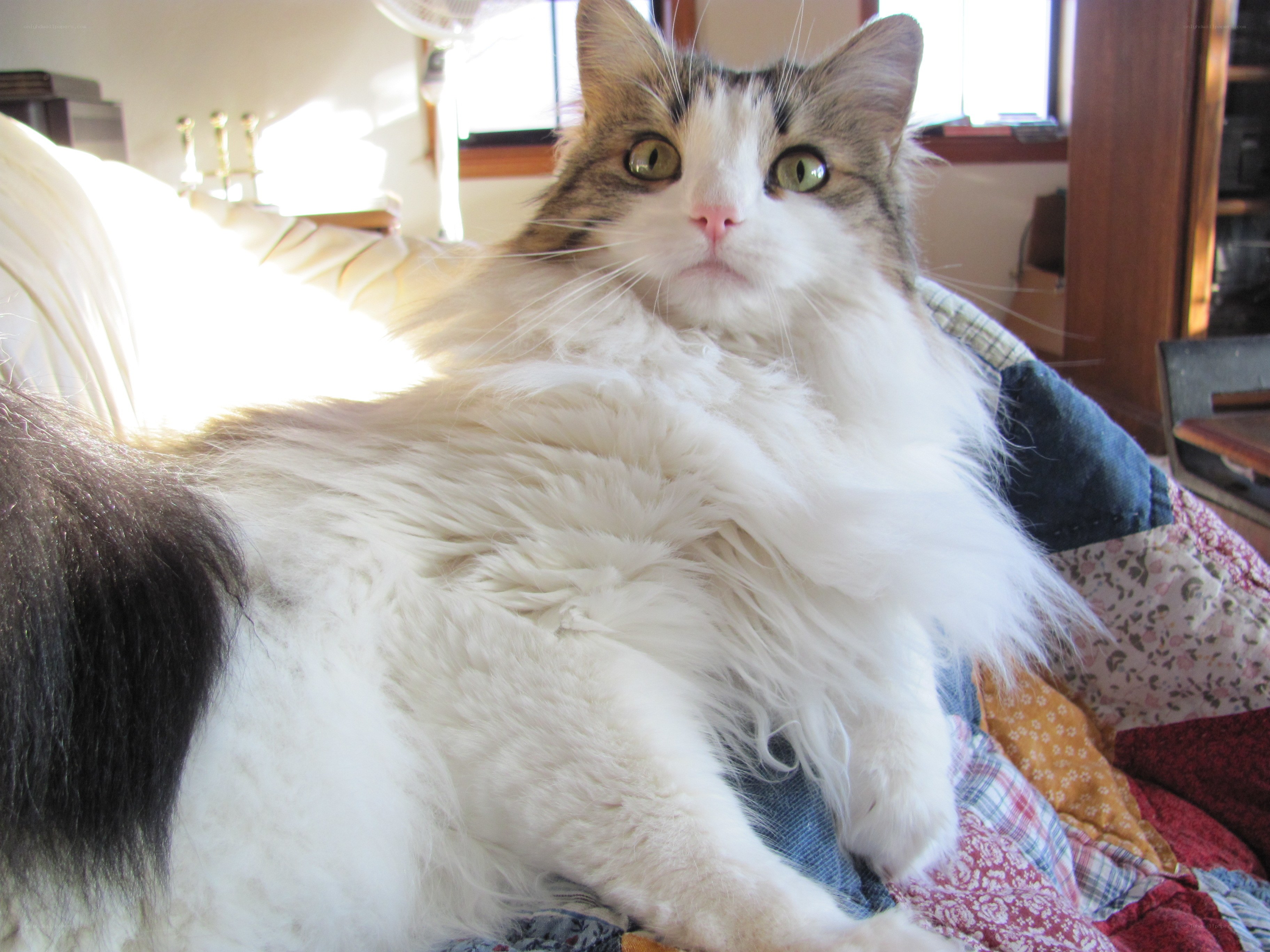 fluffy cat on a quilt