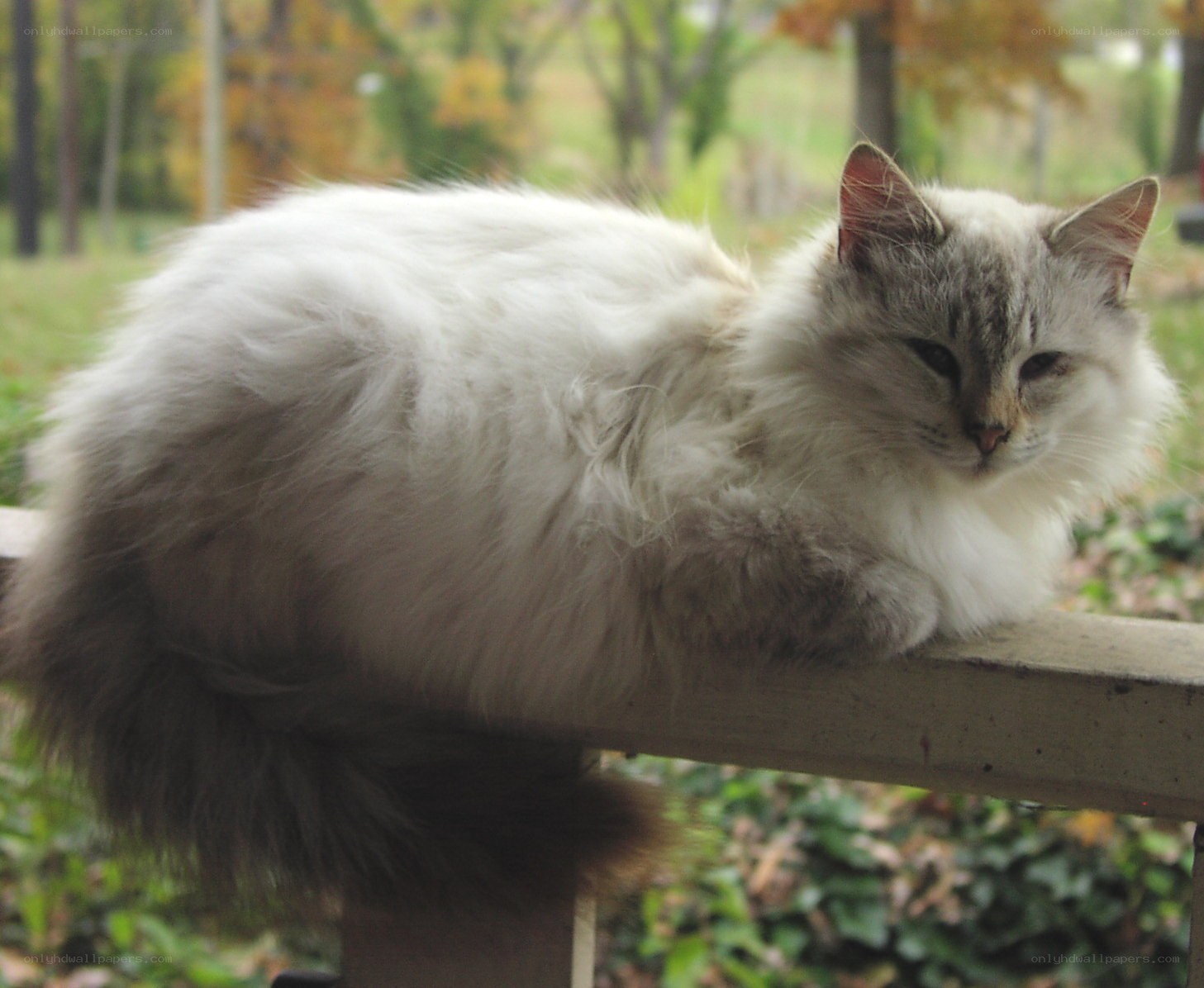fluffy cat on a railing