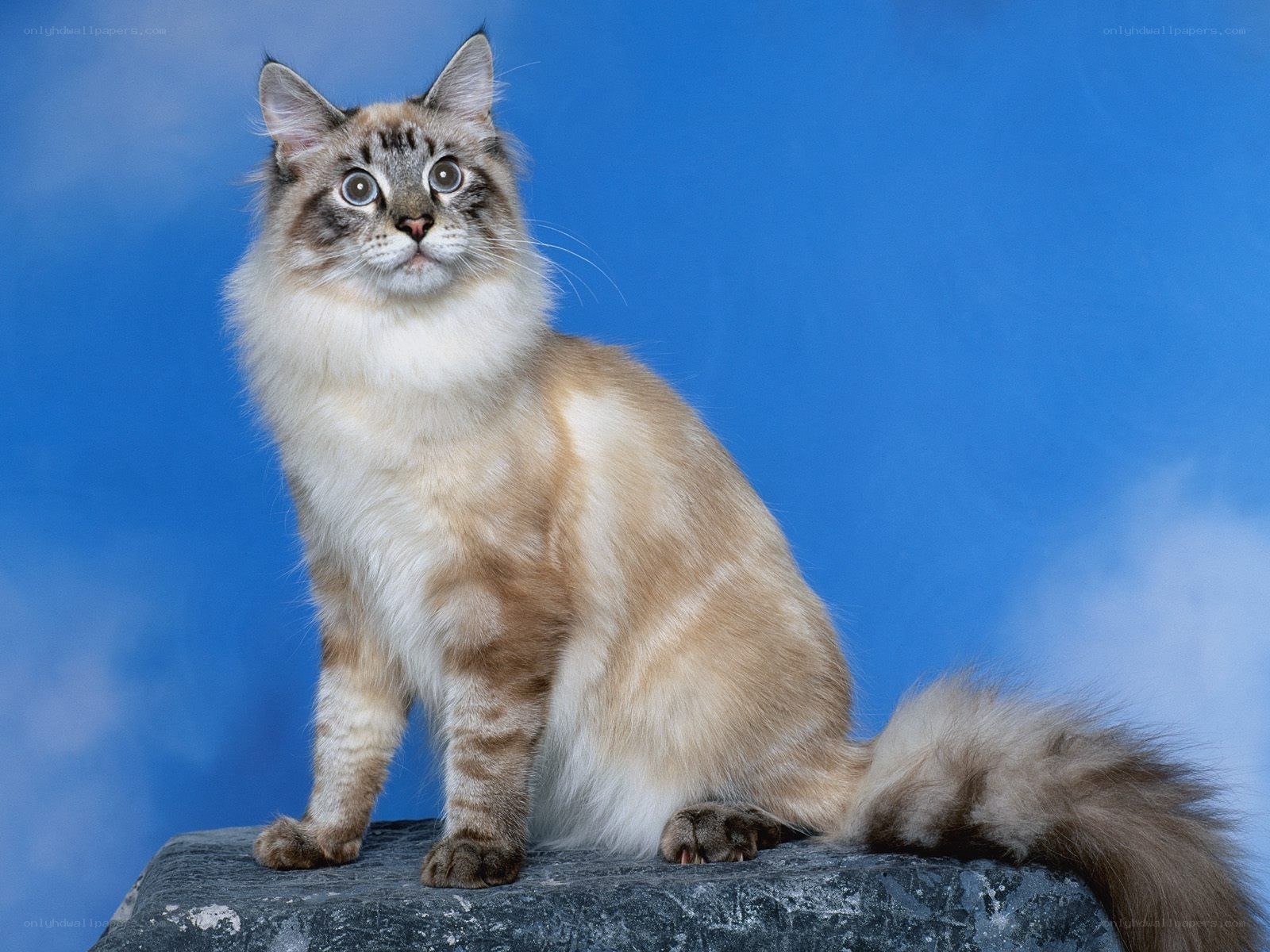 fluffy cat on a rock