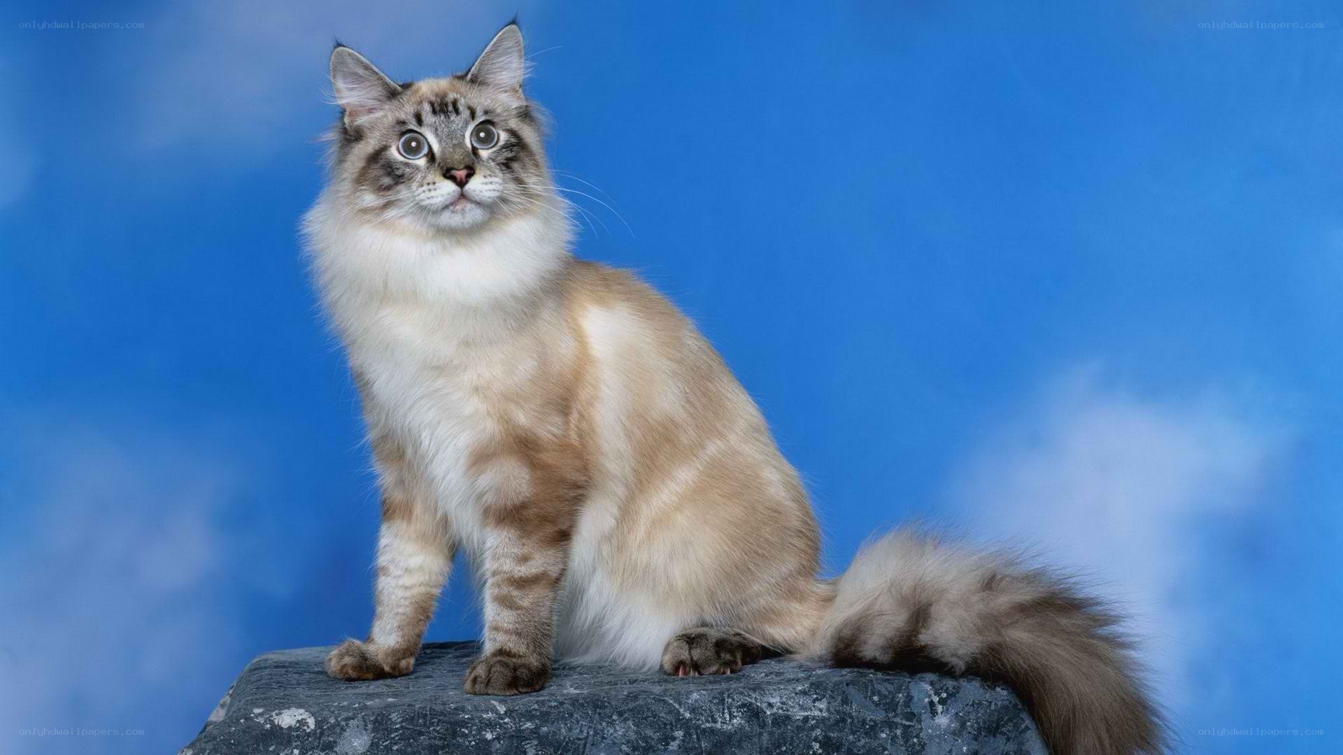 fluffy cat on a rock
