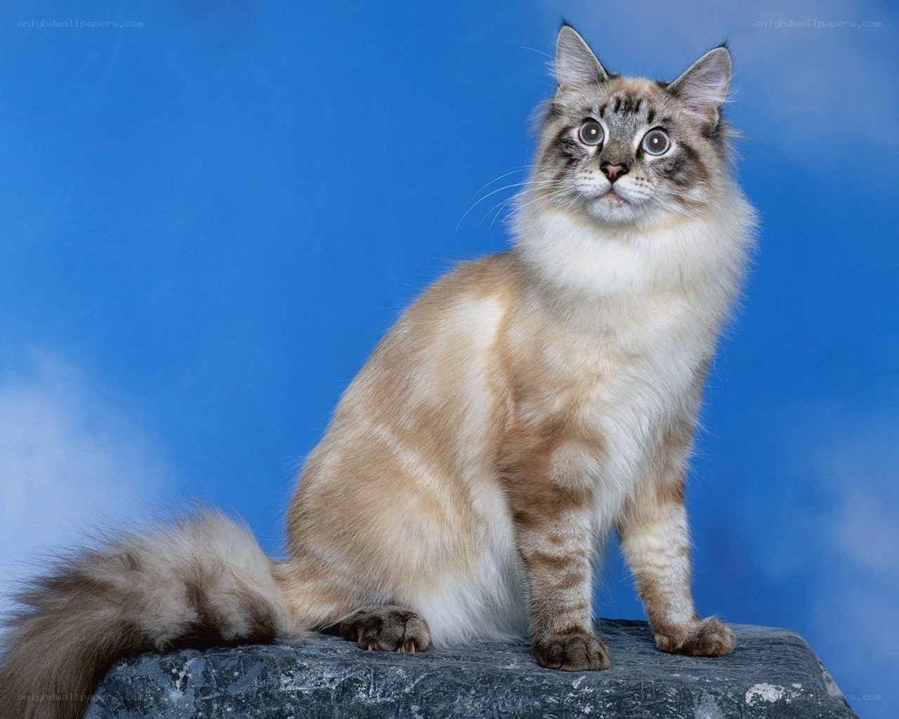 fluffy cat on a rock