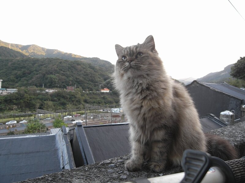 fluffy cat on a rooftop