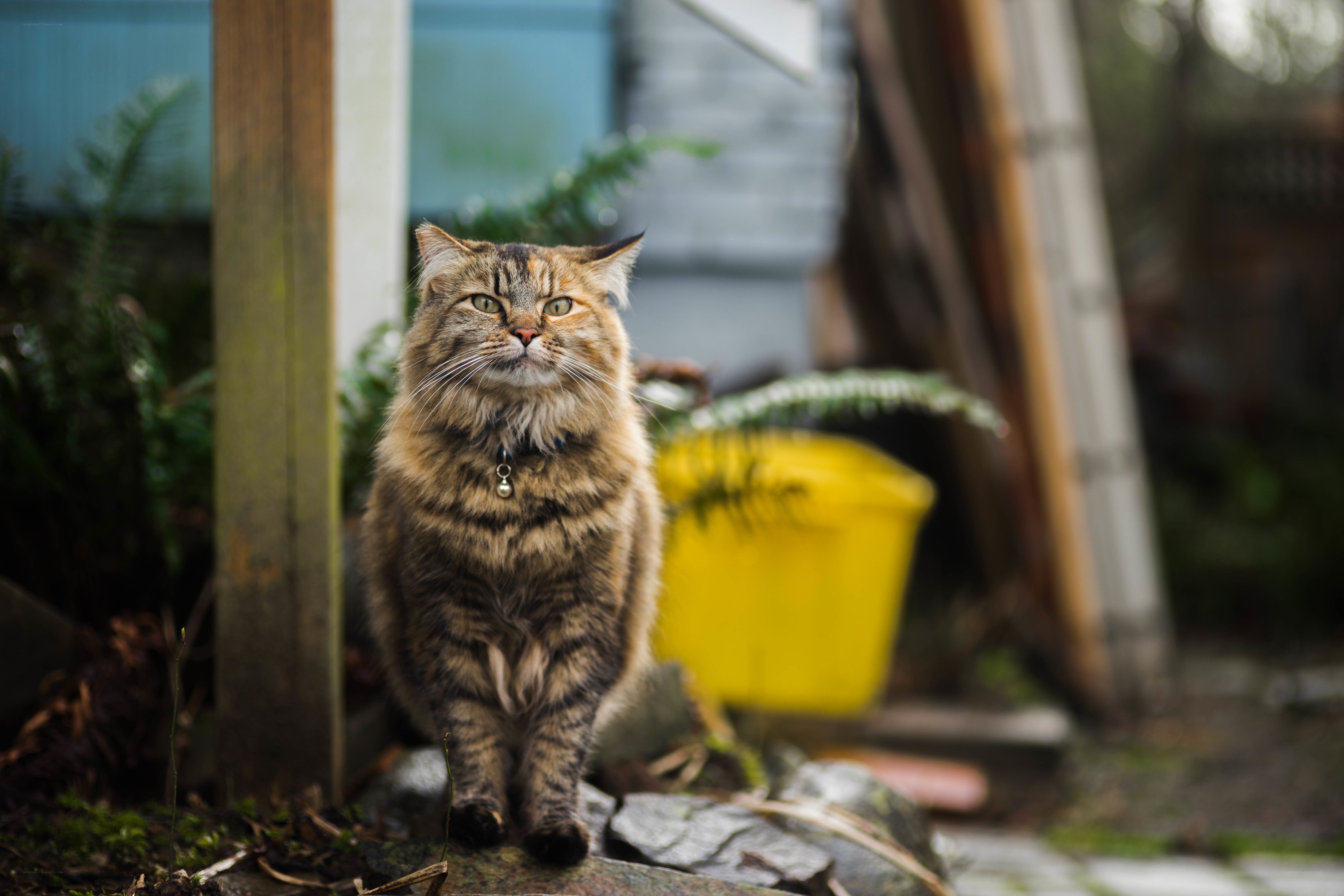 fluffy cat on a stone