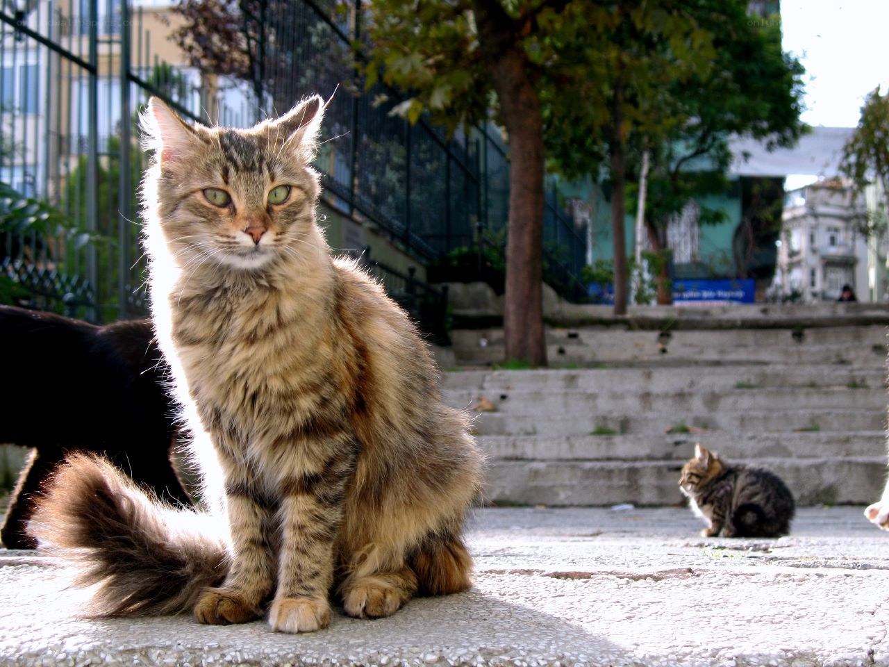 Fluffy cat on a sunny day