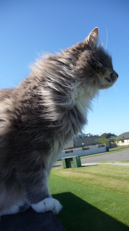 fluffy cat on a sunny day
