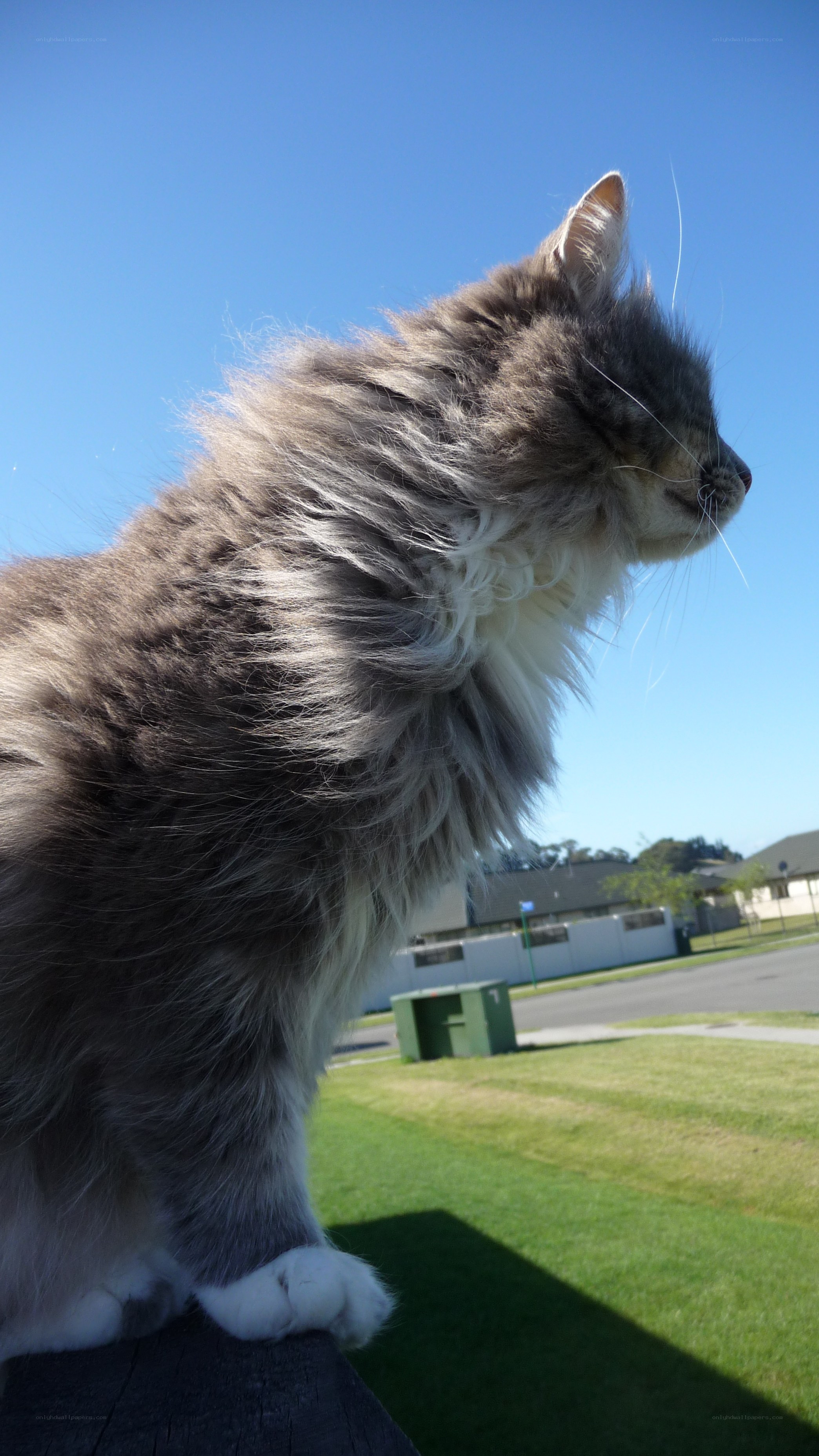 fluffy cat on a sunny day