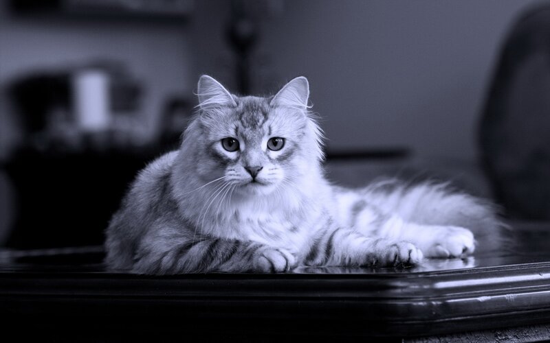 fluffy cat on a table