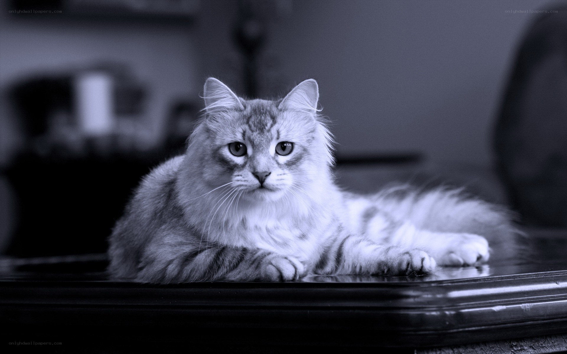 fluffy cat on a table
