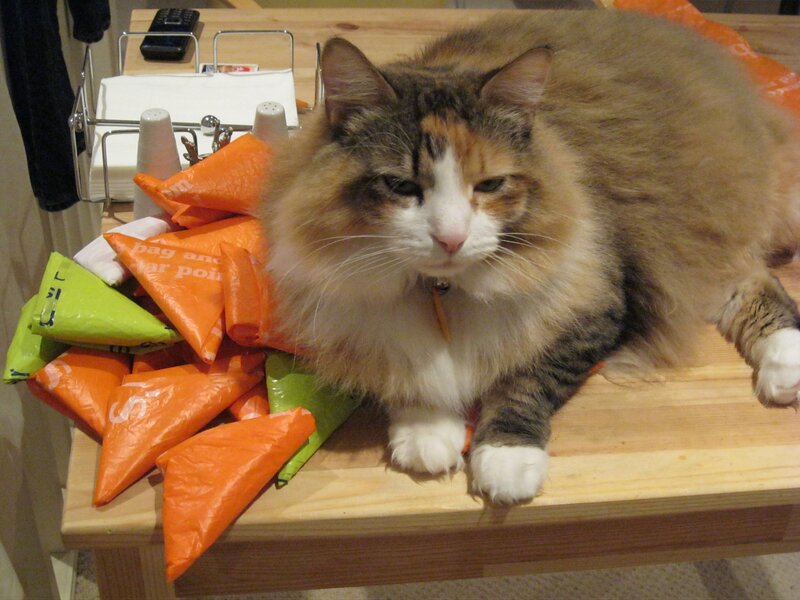 Fluffy cat on a table