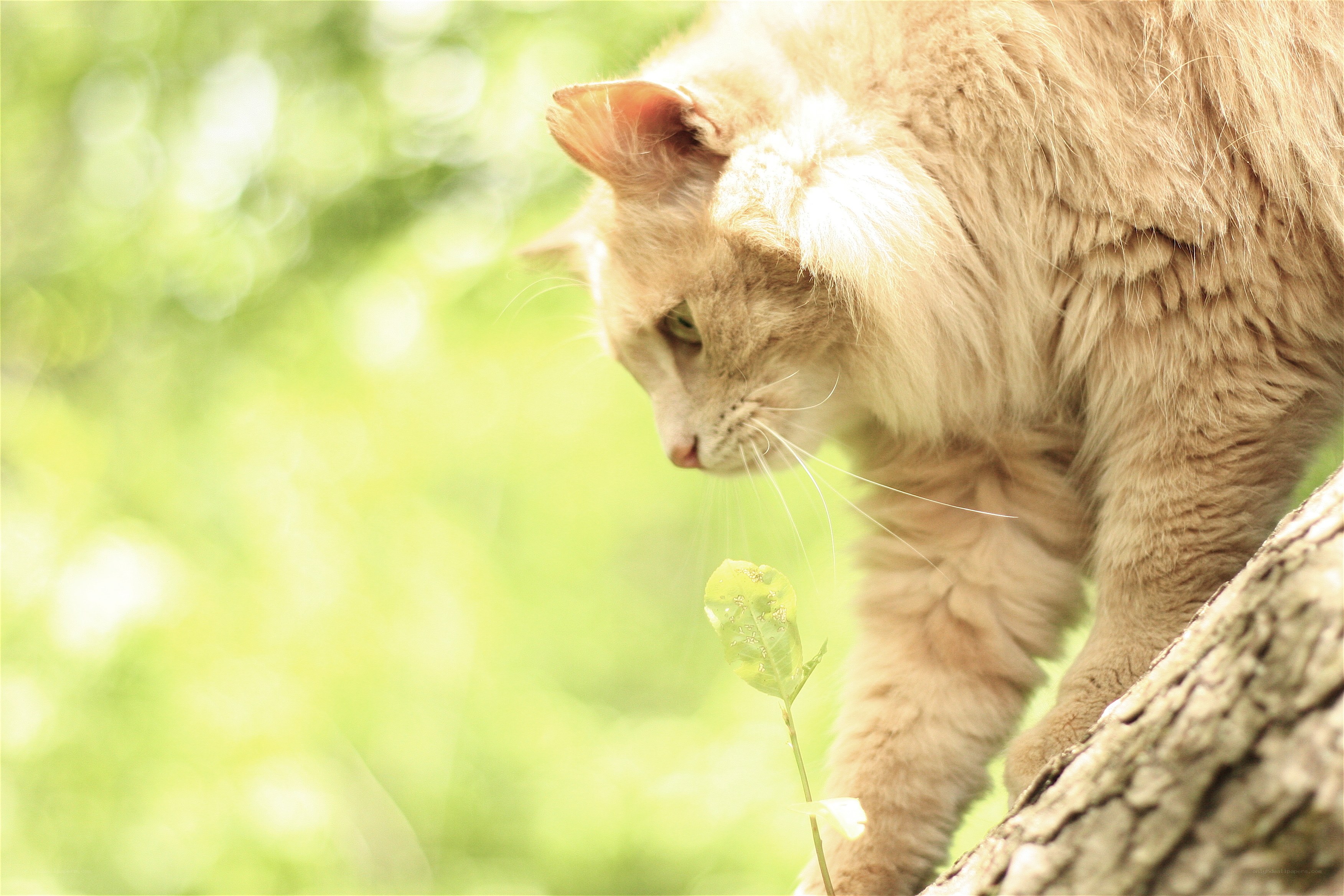 fluffy cat on a tree branch
